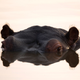 Illustration for article titled It Could Take Mammals 7 Million Years to Recover From Humanity Wiping Them Outem/em